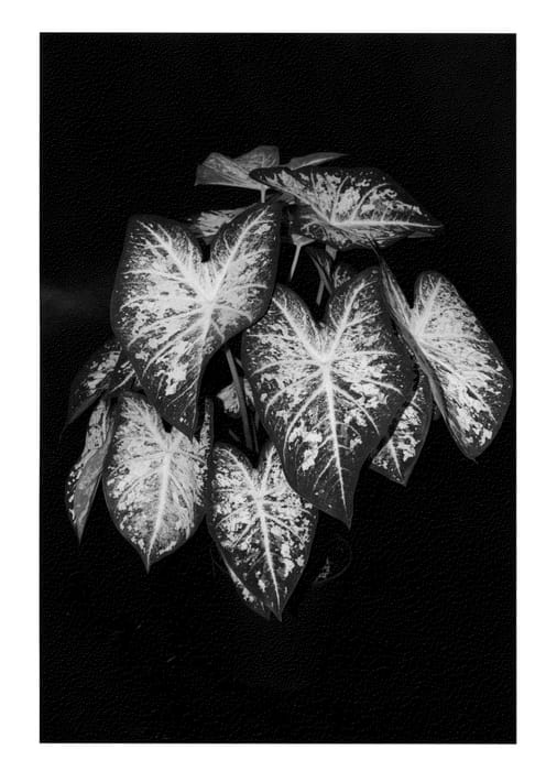 Figure 1 of US plant patent PP23815, the photograph of White Cap printed in the patent.
