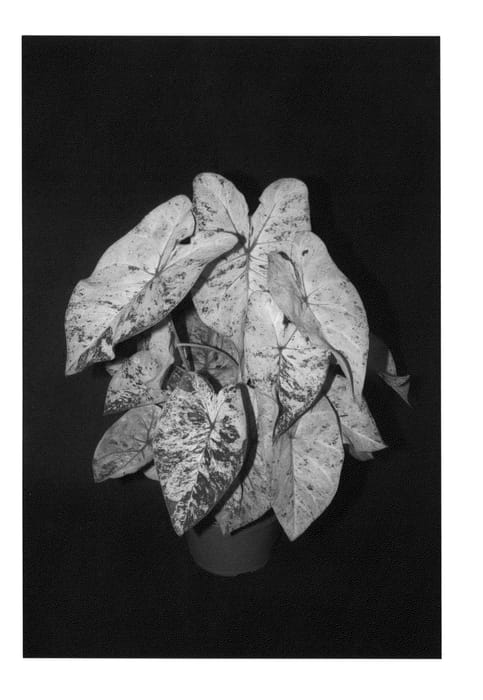 Figure 1 of US plant patent PP23816, the photograph of Sweet Carolina printed in the patent.