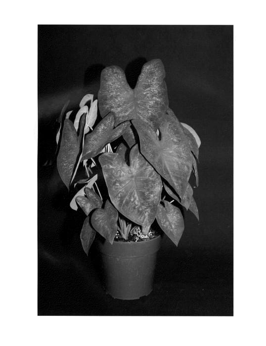 Figure 1 of US plant patent PP23817, the photograph of Bombshell printed in the patent.