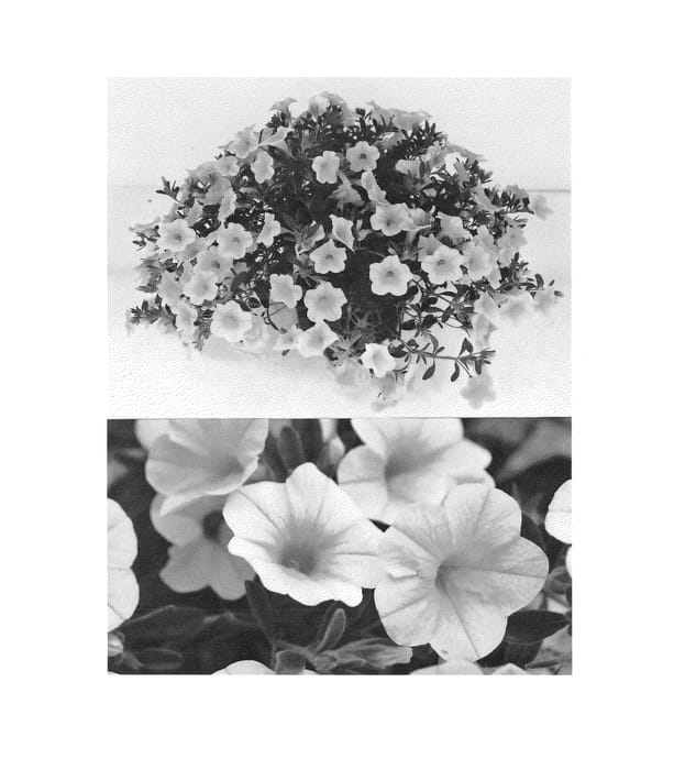 Figure 1 of US plant patent PP23818, the photograph of Suncallemon printed in the patent.