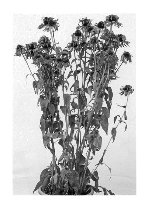 Figure 1 of US plant patent PP23819, the photograph of Red Baron printed in the patent.