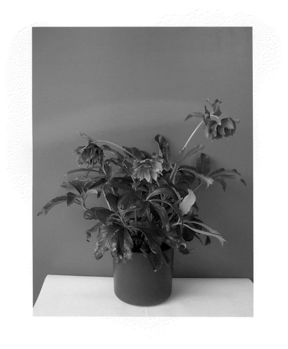 Figure 1 of US plant patent PP23820, the photograph of HLR 190 printed in the patent.