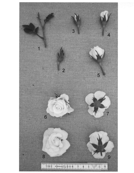 Figure 1 of US plant patent PP23821, the photograph of PACseventy printed in the patent.