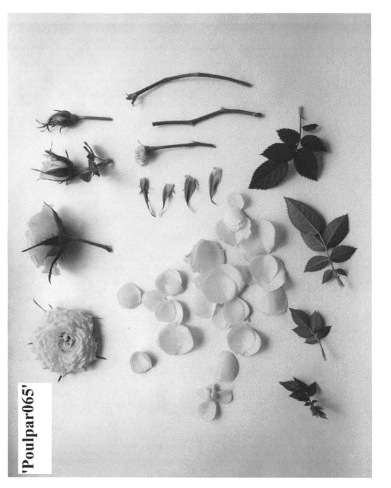 Figure 1 of US plant patent PP23822, the photograph of Poulpar065 printed in the patent.