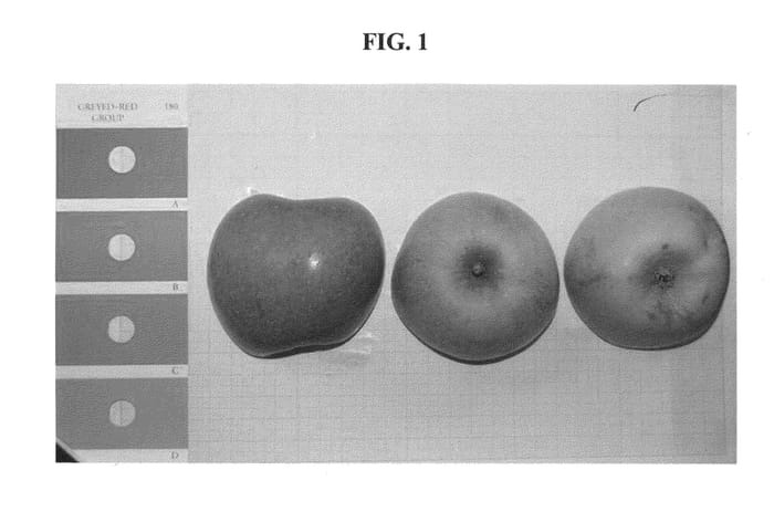Figure 1 of US plant patent PP23823, the photograph of B3F45 printed in the patent.