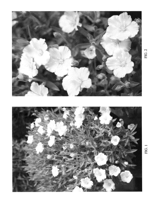 Figure 1 of US plant patent PP23824, the photograph of Lemon Ice printed in the patent.