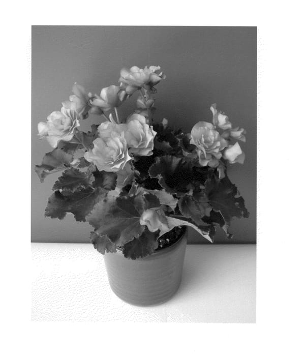 Figure 1 of US plant patent PP23825, the photograph of BKPBEEGL printed in the patent.