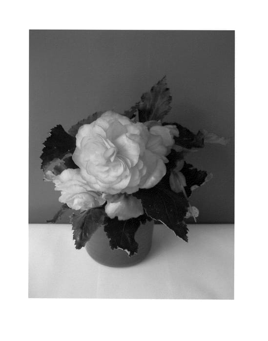 Figure 1 of US plant patent PP23826, the photograph of TMBEG096 printed in the patent.