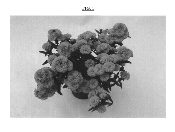 Figure 1 of US plant patent PP23827, the photograph of DASMAG printed in the patent.
