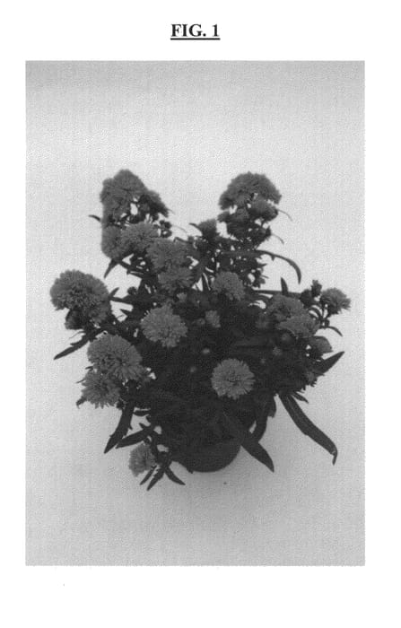 Figure 1 of US plant patent PP23828, the photograph of DASGRA printed in the patent.
