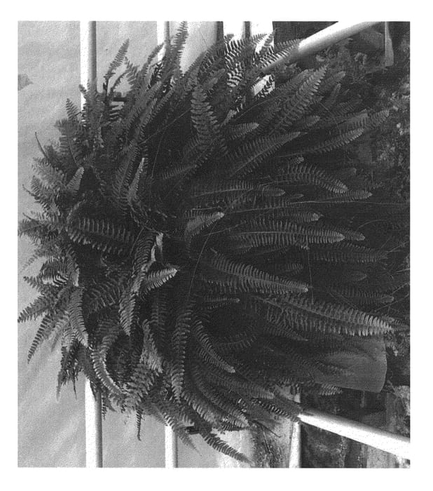 Figure 1 of US plant patent PP23829, the photograph of Floriane printed in the patent.