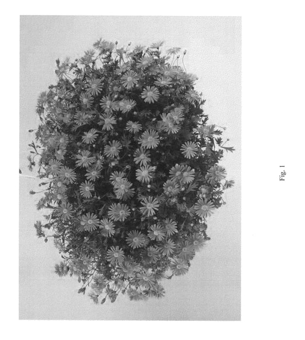 Figure 1 of US plant patent PP23830, the photograph of DBRASC9 printed in the patent.