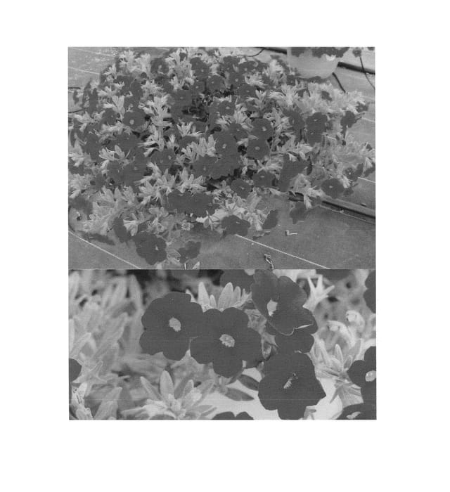 Figure 1 of US plant patent PP23831, the photograph of Suncalred printed in the patent.