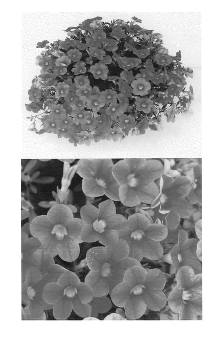 Figure 1 of US plant patent PP23832, the photograph of Suncalpink printed in the patent.