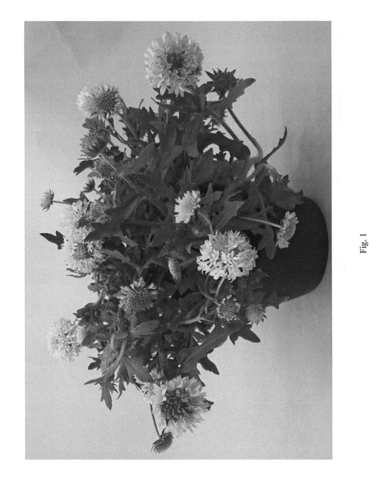 Figure 1 of US plant patent PP23833, the photograph of DGAL902 printed in the patent.