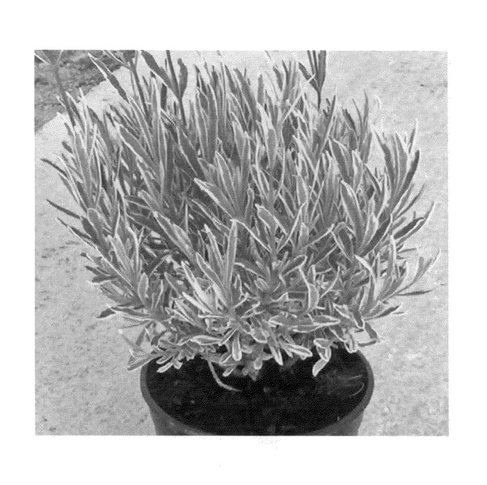 Figure 1 of US plant patent PP23834, the photograph of Momparler printed in the patent.
