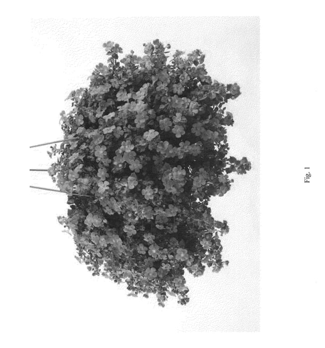 Figure 1 of US plant patent PP23835, the photograph of DANCOP37 printed in the patent.