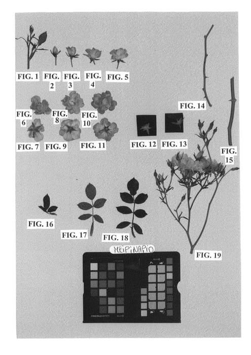 Figure 1 of US plant patent PP23836, the photograph of Meipinapio printed in the patent.