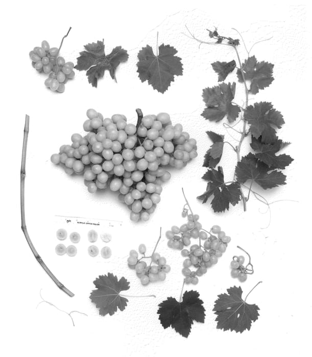Figure 1 of US plant patent PP23837, the photograph of Sheegene-21 printed in the patent.