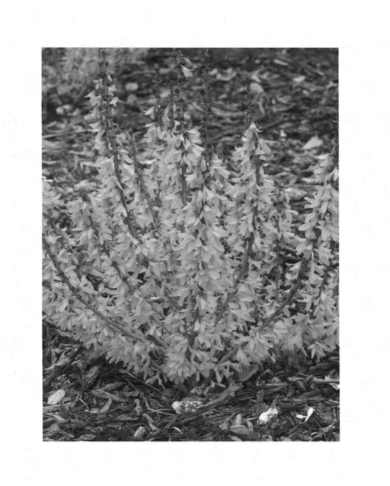 Figure 1 of US plant patent PP23838, the photograph of Nimbus printed in the patent.