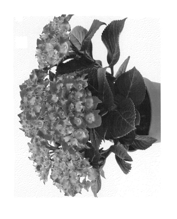 Figure 1 of US plant patent PP23839, the photograph of Agrihydradertien printed in the patent.