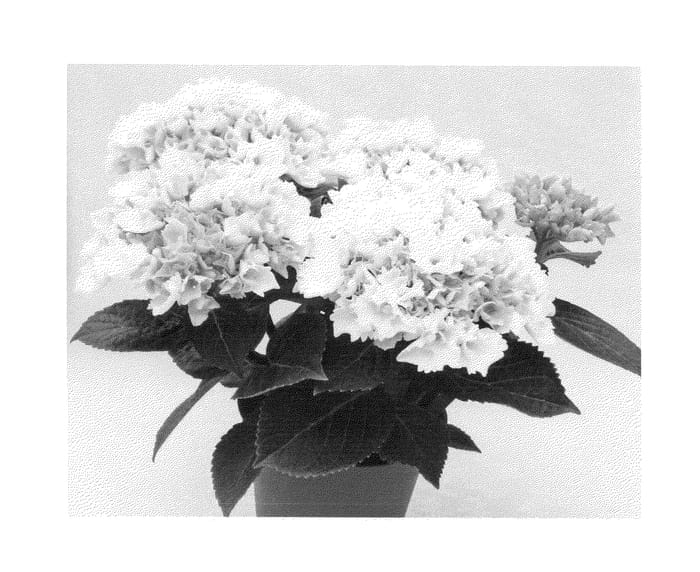 Figure 1 of US plant patent PP23840, the photograph of Agrihydratien printed in the patent.