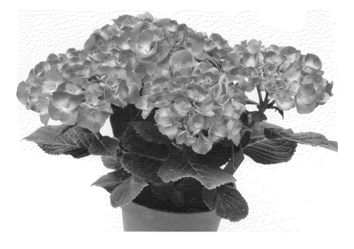 Figure 1 of US plant patent PP23841, the photograph of Agrihydrazestien printed in the patent.