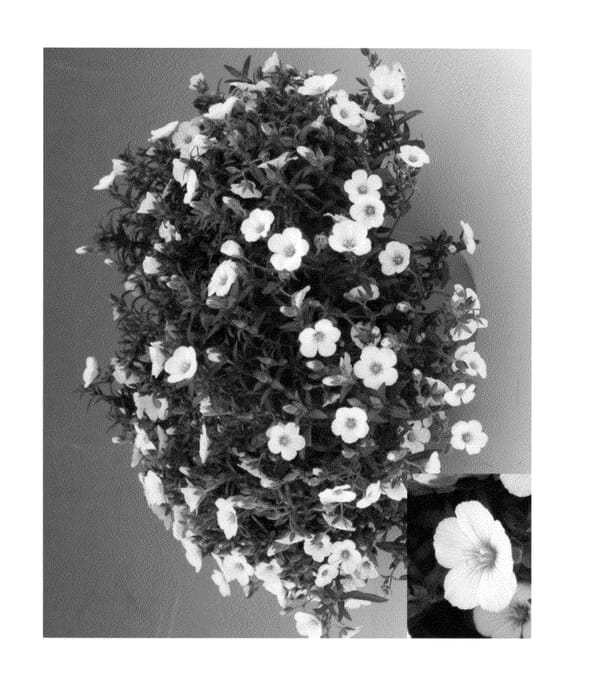 Figure 1 of US plant patent PP23842, the photograph of AMOZ0001 printed in the patent.