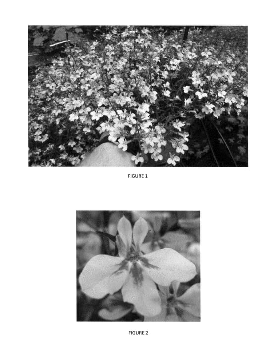 Figure 1 of US plant patent PP23843, the photograph of LOBZ0001 printed in the patent.