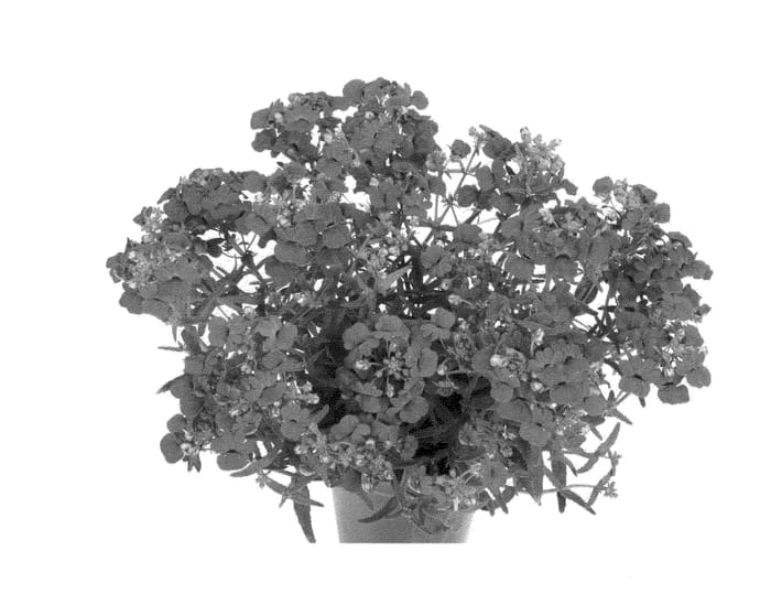 Figure 1 of US plant patent PP23844, the photograph of Finemangstraw printed in the patent.