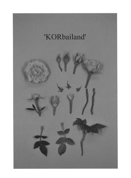 Figure 1 of US plant patent PP23845, the photograph of KORbailand printed in the patent.