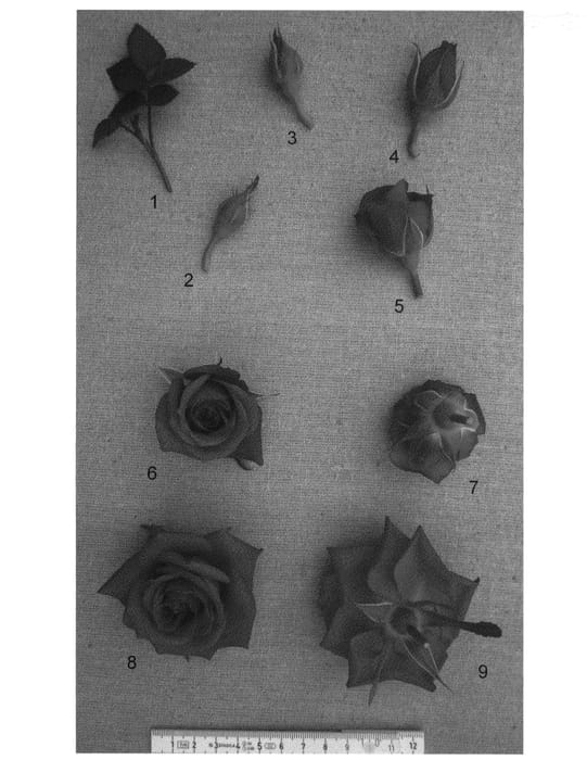 Figure 1 of US plant patent PP23846, the photograph of PACninetyfive printed in the patent.