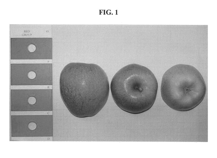 Figure 1 of US plant patent PP23847, the photograph of B3F44 printed in the patent.