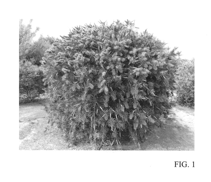 Figure 1 of US plant patent PP23848, the photograph of RutCall printed in the patent.