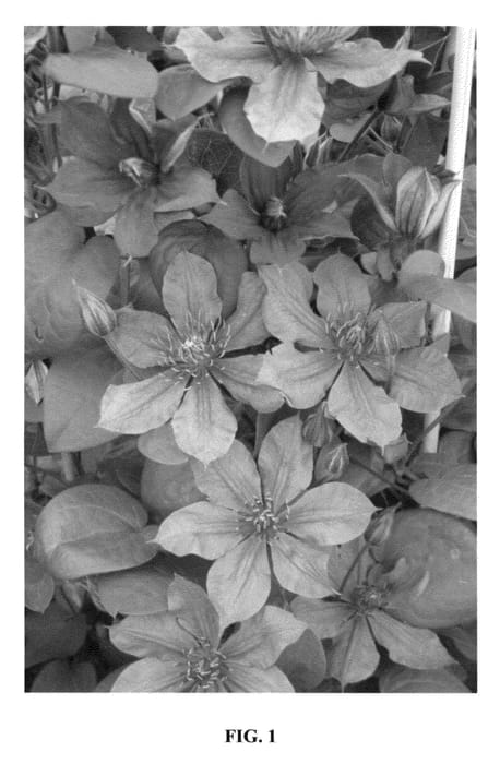 Figure 1 of US plant patent PP23849, the photograph of Zomoa printed in the patent.