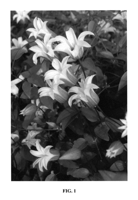 Figure 1 of US plant patent PP23850, the photograph of Zoprika printed in the patent.