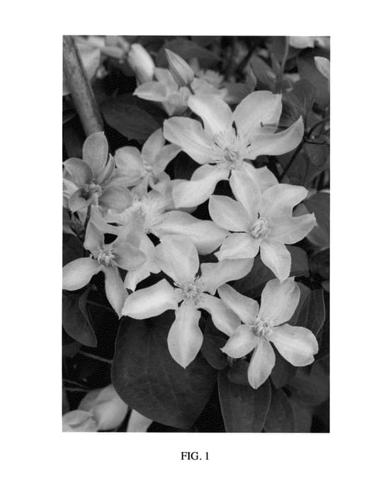 Figure 1 of US plant patent PP23851, the photograph of Zobadol printed in the patent.