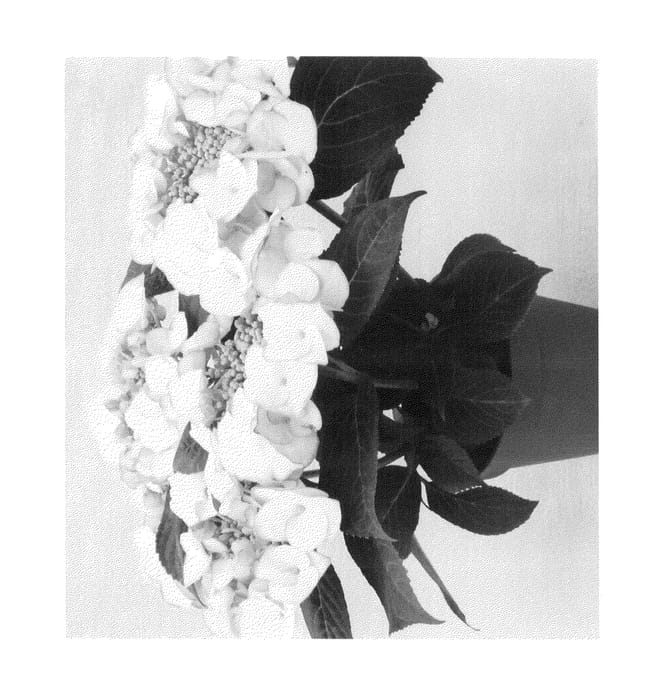 Figure 1 of US plant patent PP23852, the photograph of Agrihydravijftien printed in the patent.