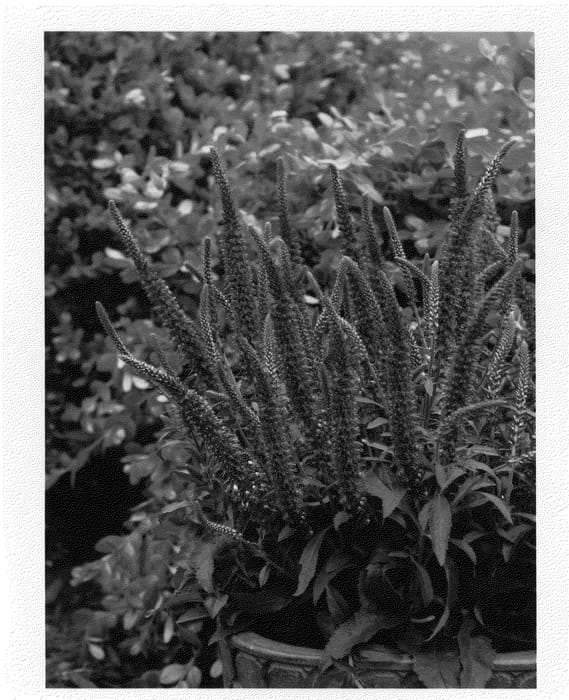 Figure 1 of US plant patent PP23853, the photograph of Hocus Pocus printed in the patent.