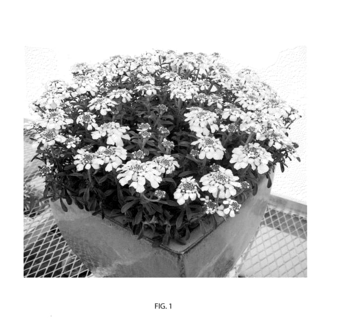 Figure 1 of US plant patent PP23854, the photograph of Pink Ice printed in the patent.