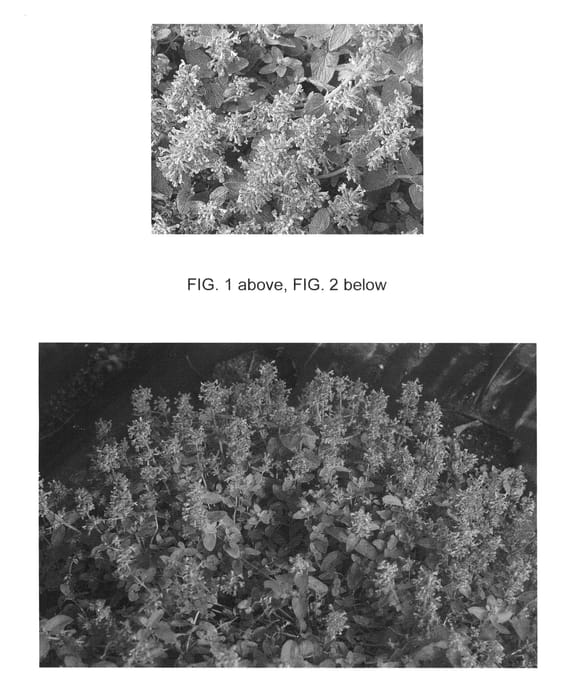 Figure 1 of US plant patent PP23855, the photograph of Blue Lagoon printed in the patent.
