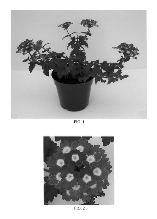 Figure 1 of US plant patent PP23856, the photograph of Florbenacher printed in the patent.