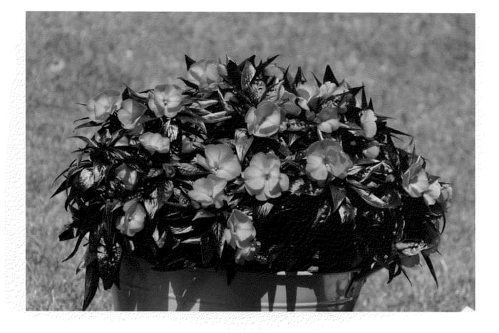 Figure 1 of US plant patent PP23857, the photograph of KLENI11124 printed in the patent.
