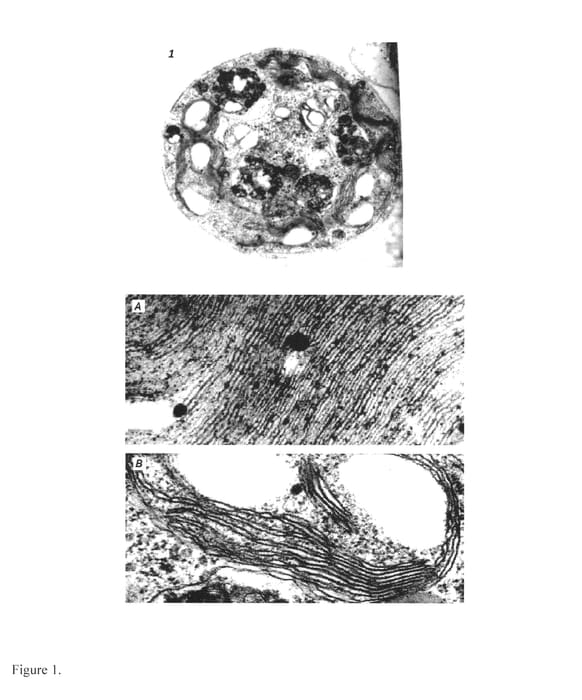Figure 1 of US plant patent PP23858, the photograph of DG8-108 printed in the patent.