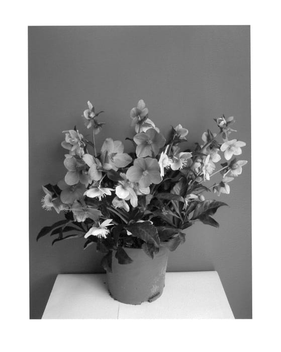 Figure 1 of US plant patent PP23859, the photograph of COSEH 890 printed in the patent.