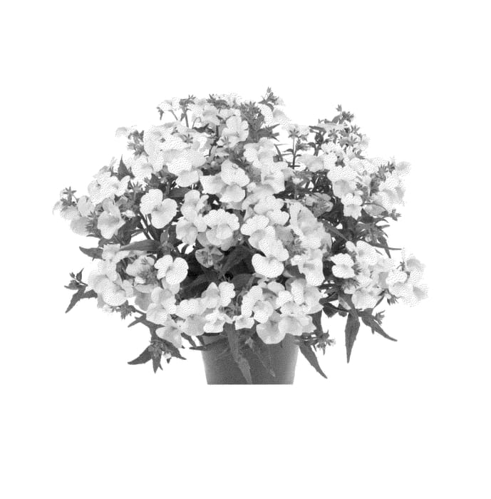Figure 1 of US plant patent PP23860, the photograph of Finemangpine printed in the patent.