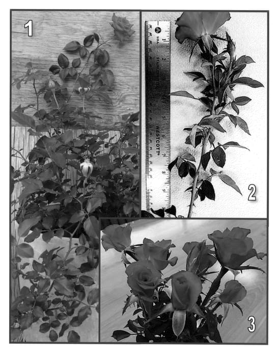 Figure 1 of US plant patent PP23861, the photograph of BENred printed in the patent.