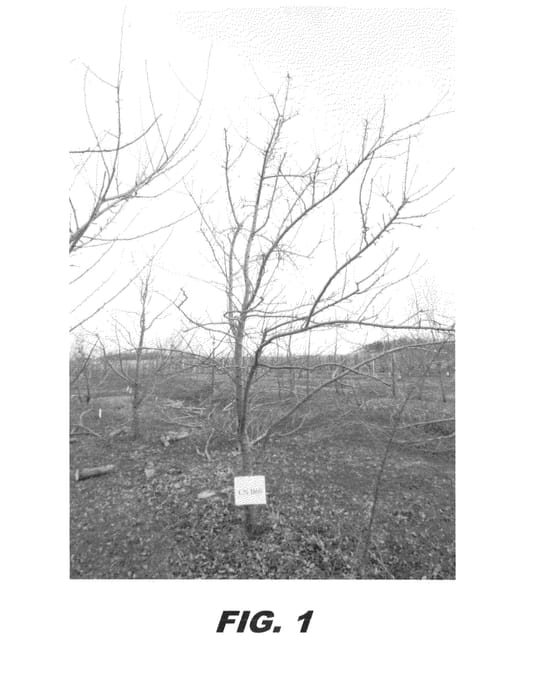 Figure 1 of US plant patent PP23862, the photograph of CN B60 printed in the patent.