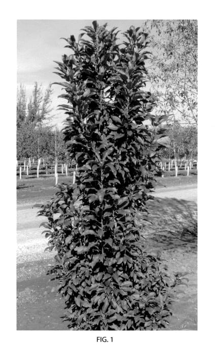 Figure 1 of US plant patent PP23863, the photograph of Jefgreen printed in the patent.