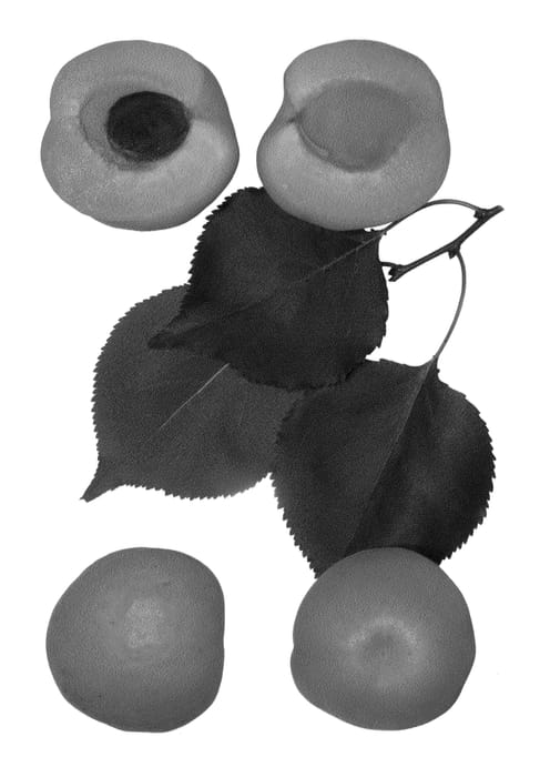 Figure 1 of US plant patent PP23864, the photograph of Summer Cot printed in the patent.